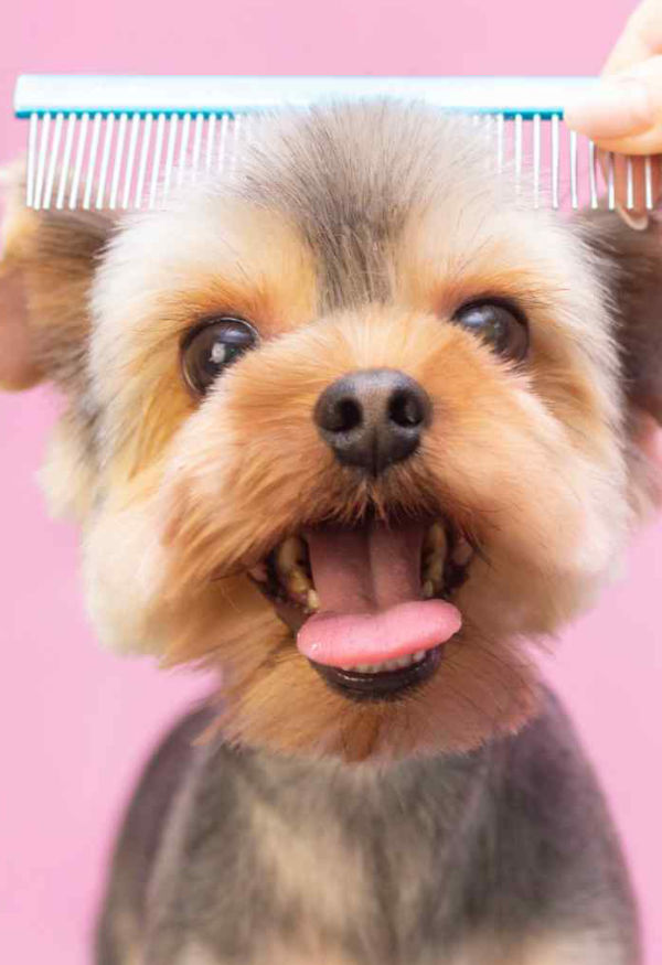 Adore Pet Dog