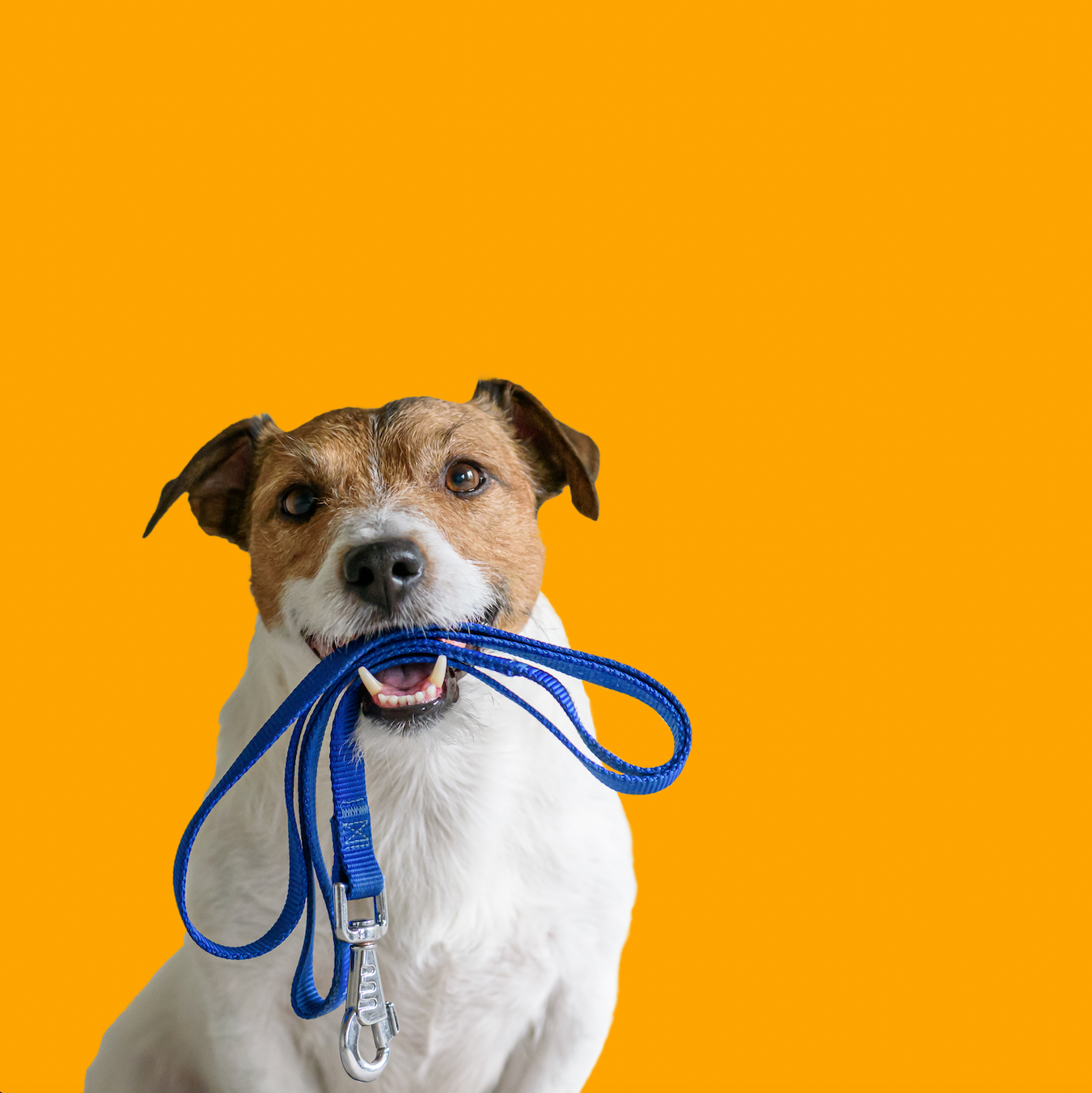 Adore Pet dog with lead