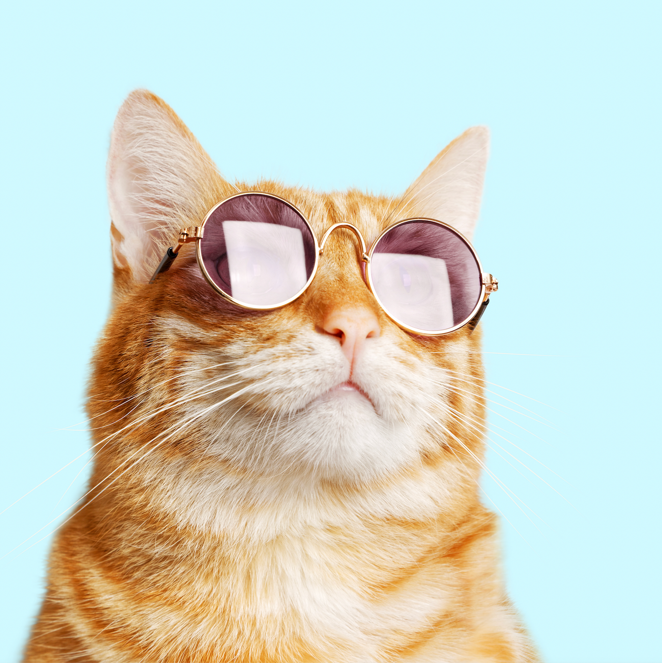 Adore Pet ginger and white cat wearing sunglasses
