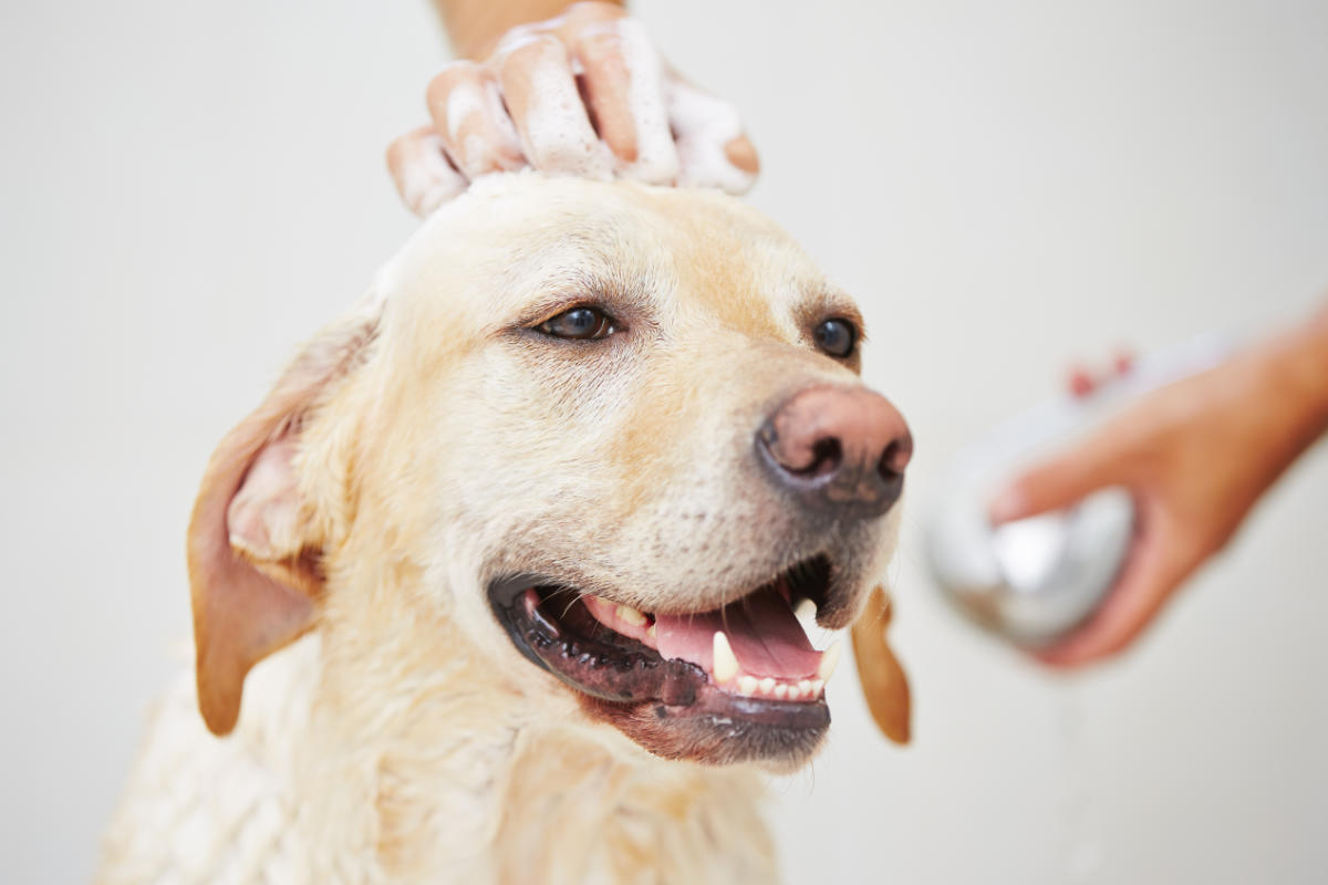 Adore Pet Dog being washed